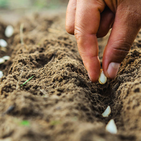 Faster Germination